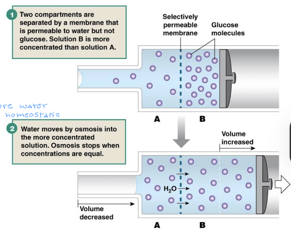 <ul><li><p>the passive movement of H2O across a semi-permeable membrane from an area of low SOLUTE concentration to high SOLUTE concentration</p></li><li><p>direcetion of water is determined by the concentration of impermable solutes on either side of the membrane</p></li></ul><p></p>