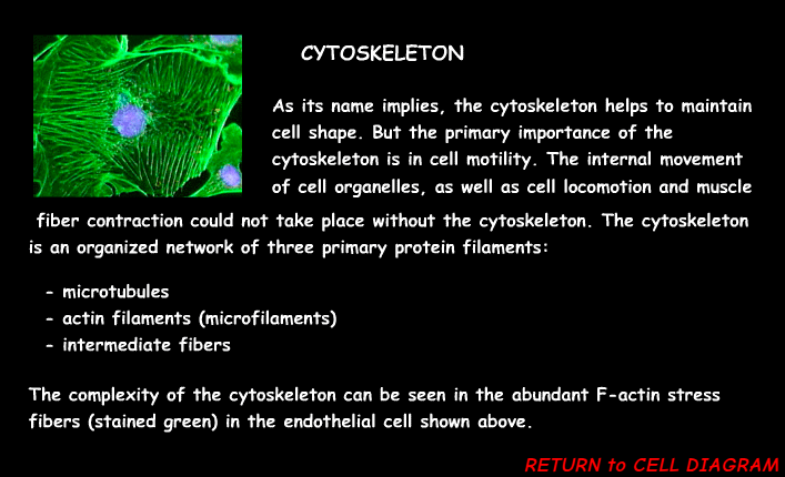 <p><span><span>The cytoskeleton is a network of protein filaments that </span></span><mark data-color="unset" style="background-color: unset; color: inherit;">provides structural support, helps cells maintain their shape, and enables cell movement</mark></p>