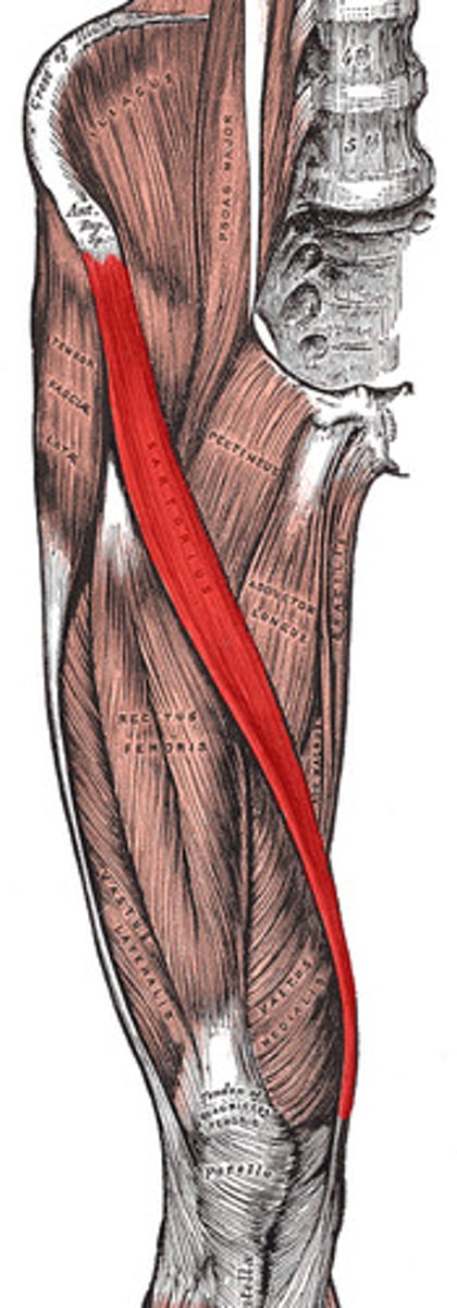 <p>origin: anterior superior iliac spine</p><p>insertion: medial aspect of proximal tibia</p><p>prime function: moves back of lower legs up and back towards the buttocks, as when kneeling assists in moving thigh diagonally upward and outward as when mounting a bike</p>