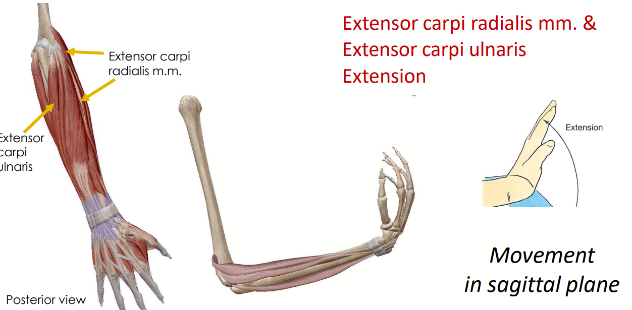 <p>- movement at wrist joint</p><p>- movement in a sagittal plane</p><p>ANIMATION ON SLIDE 25</p><ul><li><p>extension</p></li></ul><p></p>