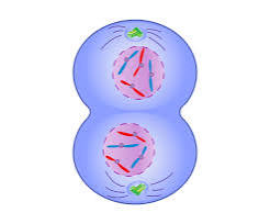 <p>what happens during telophase</p>