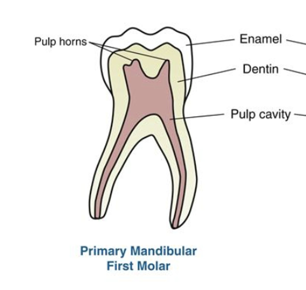 <p>Pulp is larger</p>