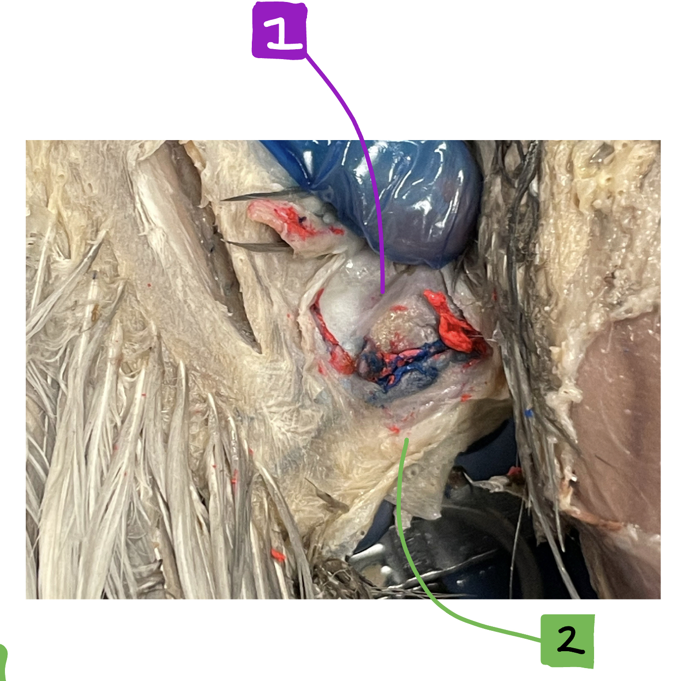 What muscle in the bird is #1?