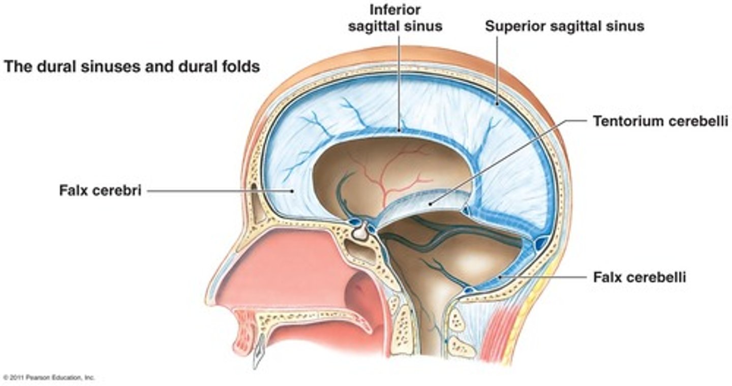 <p>3 extensions of the dura mater</p>