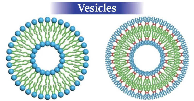 <p>Name the diff structures </p>