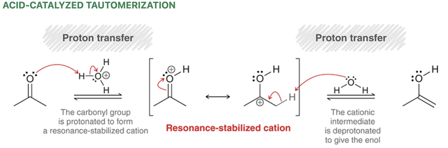 <ul><li><p><strong>Tautomers</strong> are rapidly interconverting constitutional isomers that differ double bond placement and proton placement</p></li><li><p><strong>Tautomerization</strong> refers to the formation of a tautomer.&nbsp;</p><ul><li><p>In the case of a ketone, the tautomer that is formed is an <strong>enol</strong></p></li></ul></li><li><p>In acidic conditions, the ketone and enol are present at equilibrium</p></li></ul><p></p>