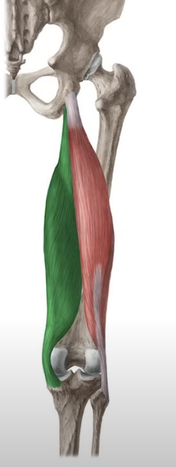 <p>extend the thigh and flex the leg</p>