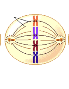 Which stage of Mitosis?