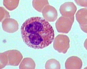 <p>make up 2-4% of WBCs; bilobed nucleus; red cytoplasmic granules</p>