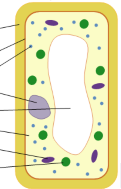 Label plant cell (top to bottom)