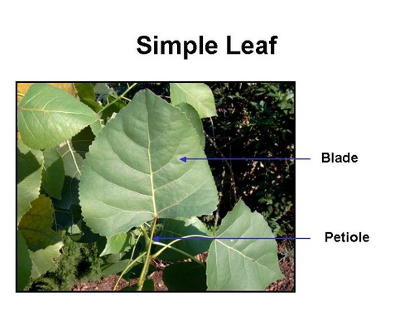 <p>1. Blade: The large flat portion of the leaf<br>2. Petriole: Attaches blade to axillary bud</p>