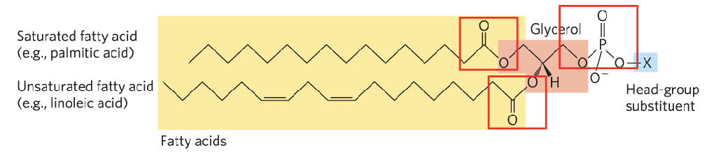 Carbon atoms number 1 and 2 of glycerol are esterified to two fatty acids (“tail”)
while a highly polar or charged group (X) is attached through a phosphodiester
linkage to the third (“head”)