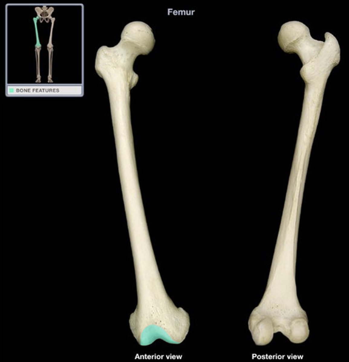 <p>Notched articular area on the anterior side of the distal end of the Femur</p>
