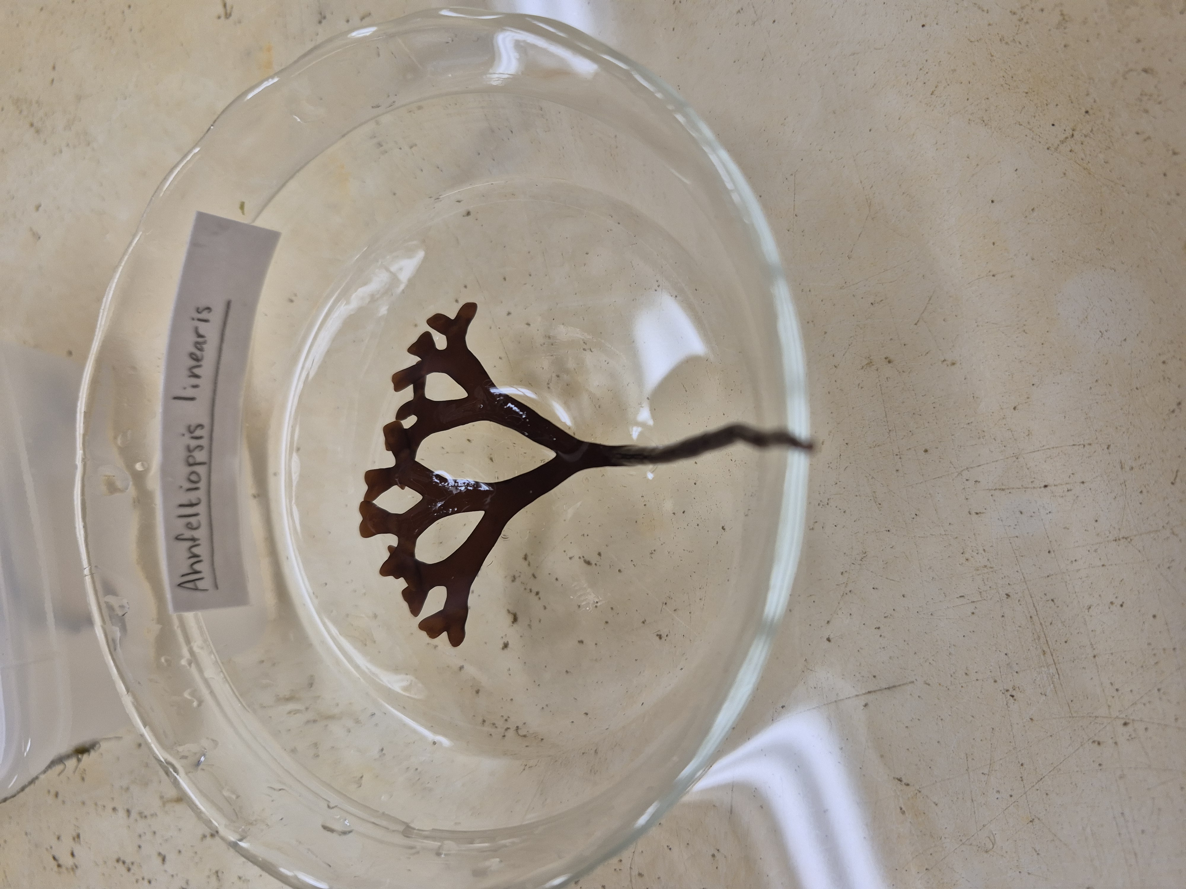 <p>Ahnfeltiopsis </p>