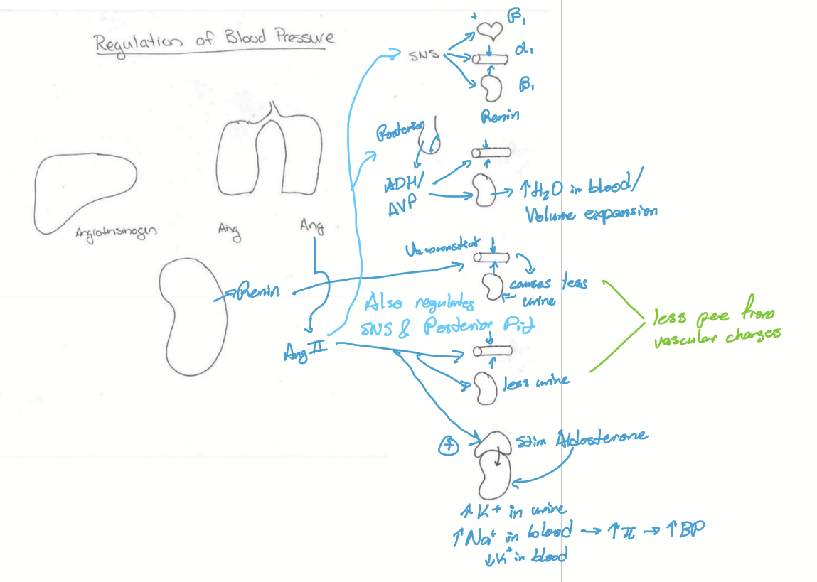 <ul><li><p>Volume expansion</p></li><li><p>Regulates osmolarity via sodium and potassium exchange</p></li><li><p>Regulates electrolytes via sodium and potassium exchange </p></li></ul><p></p>