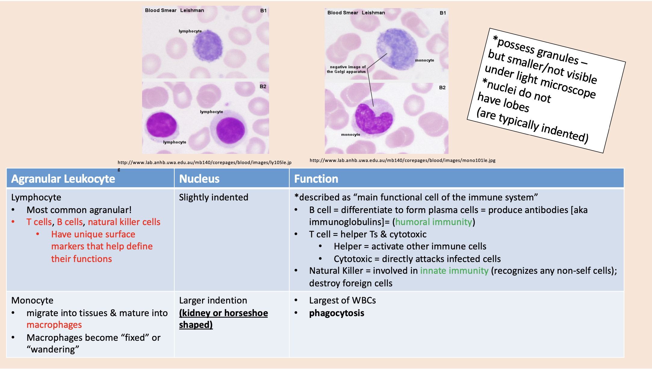 <p><span>Differentiate to form plasma cells = produce antibodies [aka immunoglobulins]= (humoral immunity). </span></p>