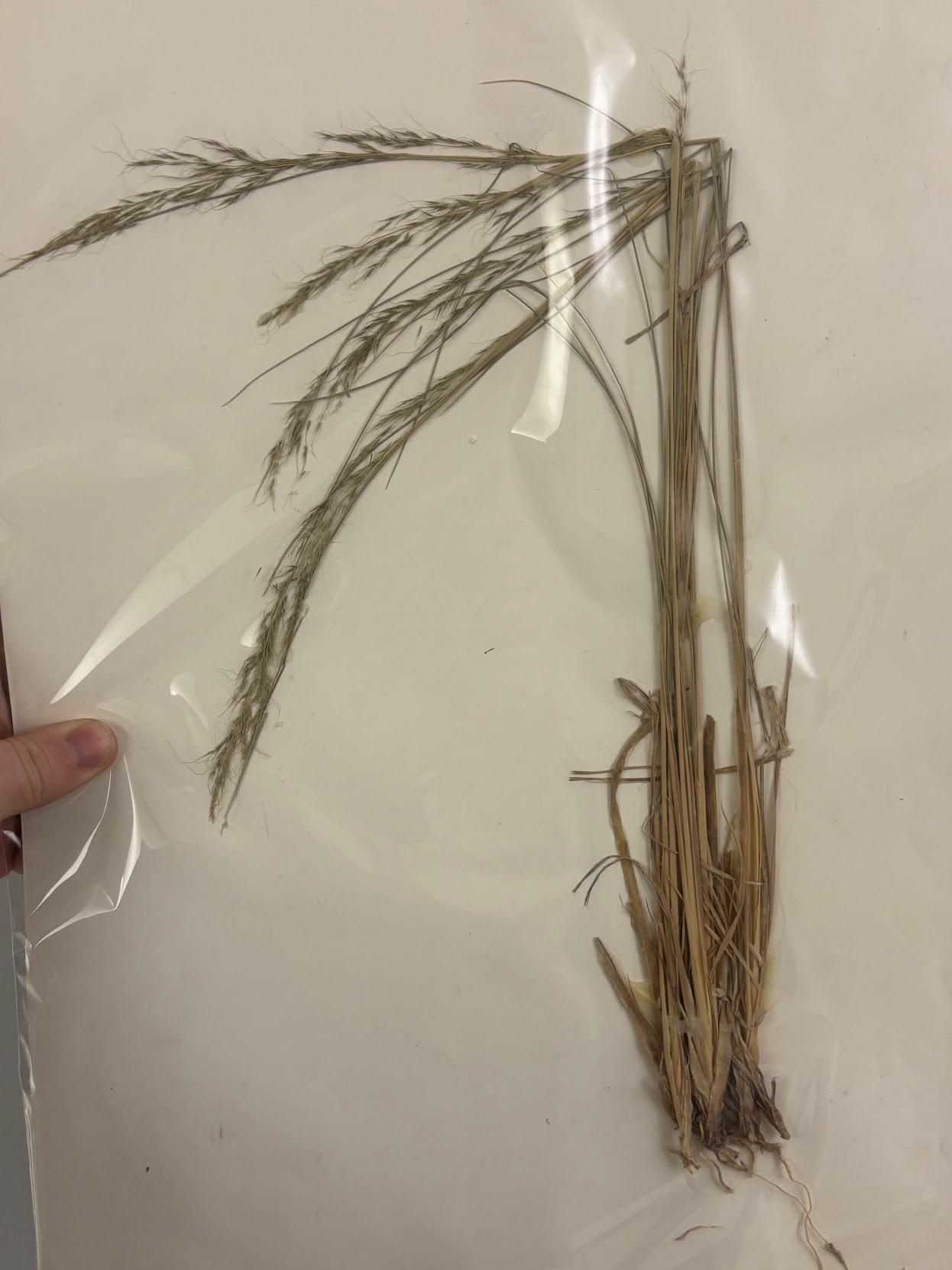 <p>Long, wavy awns, terminal, muhly spikelet, tight panicle, 3 toothed second glume “frog foot”</p>