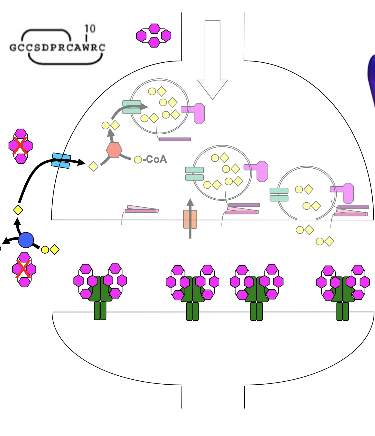<ul><li><p>antagonist, binds to muscle nAChR</p></li><li><p>prevents channel from open (cys loop pushed out)</p><ul><li><p>no muscle activation</p></li></ul></li><li><p>structure: surface is rigid and structured</p></li></ul><p></p>