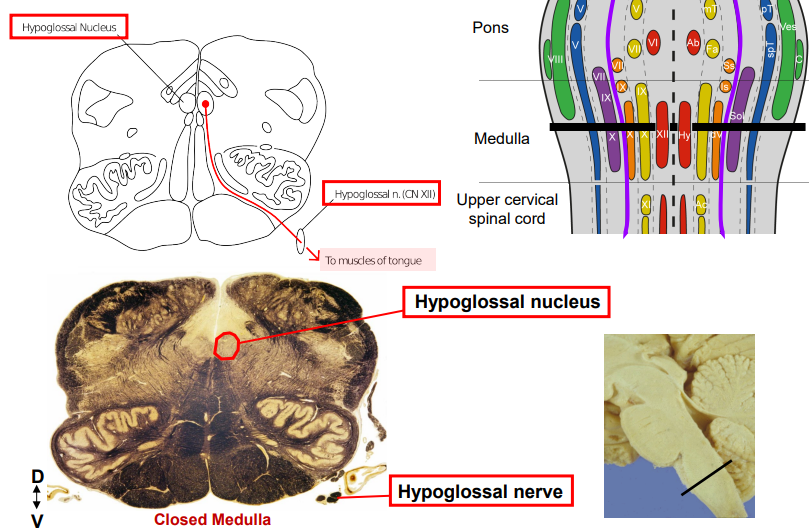 <ul><li><p>Nerve Location: Medial medulla between the olives and pyramids</p></li><li><p>Nuclei Location:</p><ul><li><p>Hypoglossal Nucleus: Medulla, near the midline and superior to the medial longitudinal fasiculus</p></li></ul></li></ul><p></p>