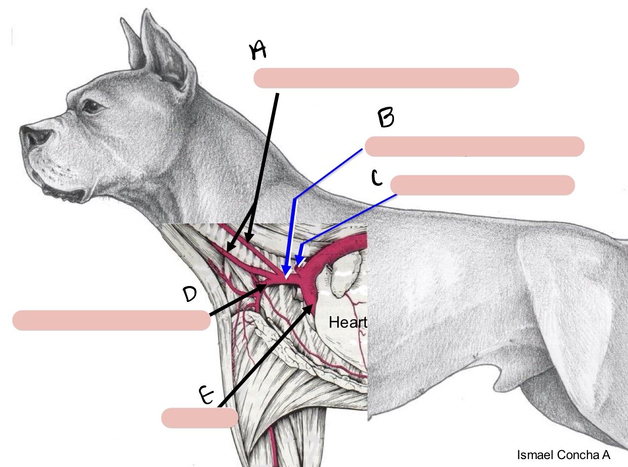 <p>Name the structure(s) indicated by a, b, and c.</p>