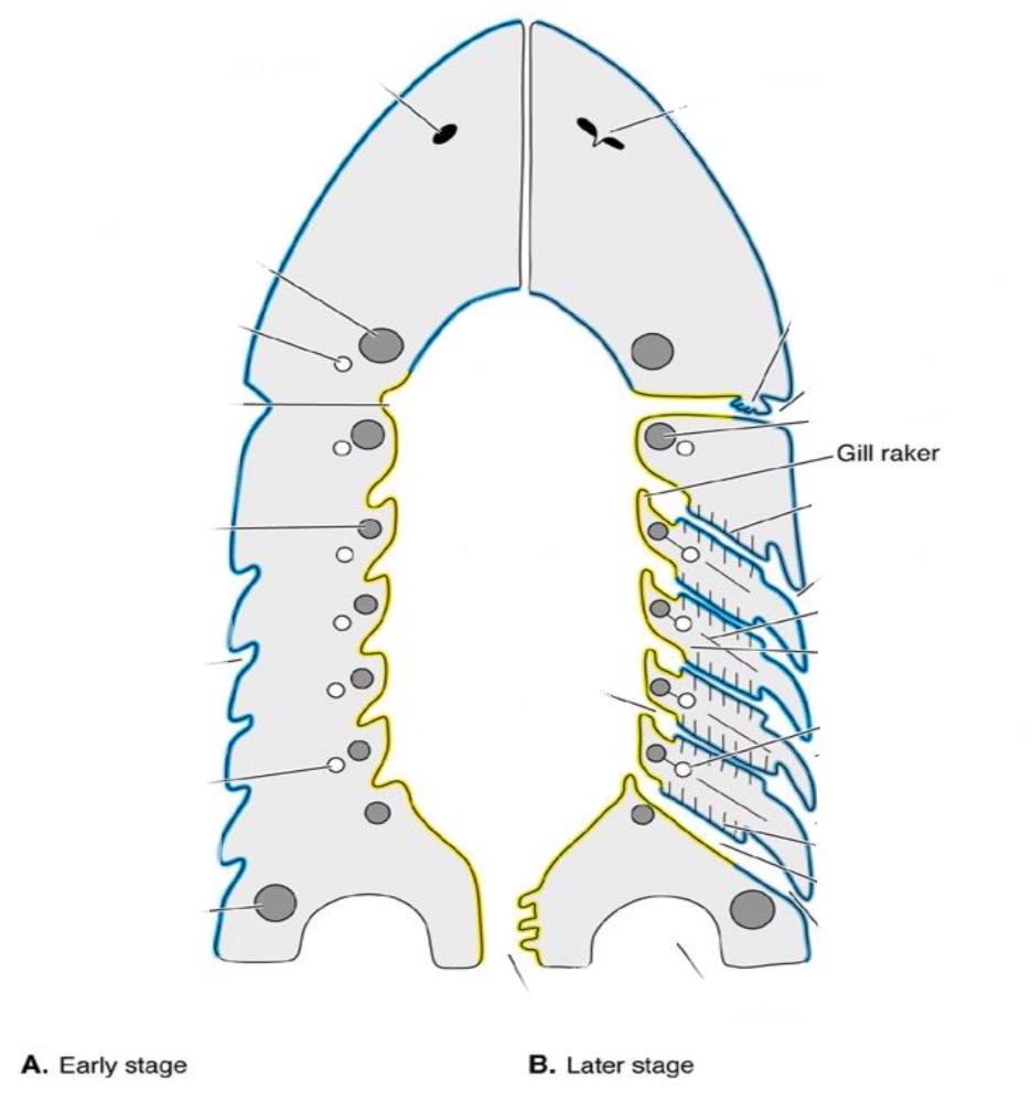 <p>process at base of interbranchial septum</p>