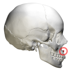 <p>The area circled in red and colored in red in the image shown is the</p><p>a. inferior orbital fissure</p><p>b. infraorbital foramen</p><p>c. anterior nasal spine</p><p>d. inferior nasal concha</p><p></p>