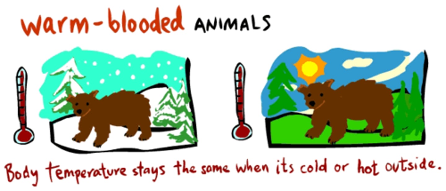 <p>warm blooded</p>