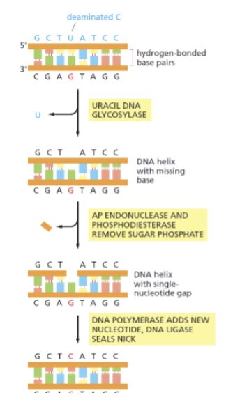 <p>DNA glycosylases recognize unusual bases, damaged bases, and cut out damaged bases. Specific for particular damaged bases. This creates a abasic site. The glycosylases then recruit the next enzymes needed for repair. Endonucleases and phosphodiesterase removes sugar phosphate of abasic site (and more bp around the site). DNA polymerase adds DNA nucleotide where the cut occurs and DNA ligase seals the nick.</p>