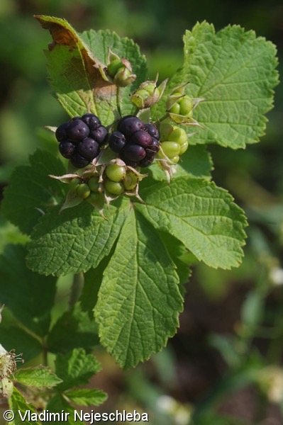 <p>Rubus caesius - <strong>Rosaceae</strong></p><p></p>