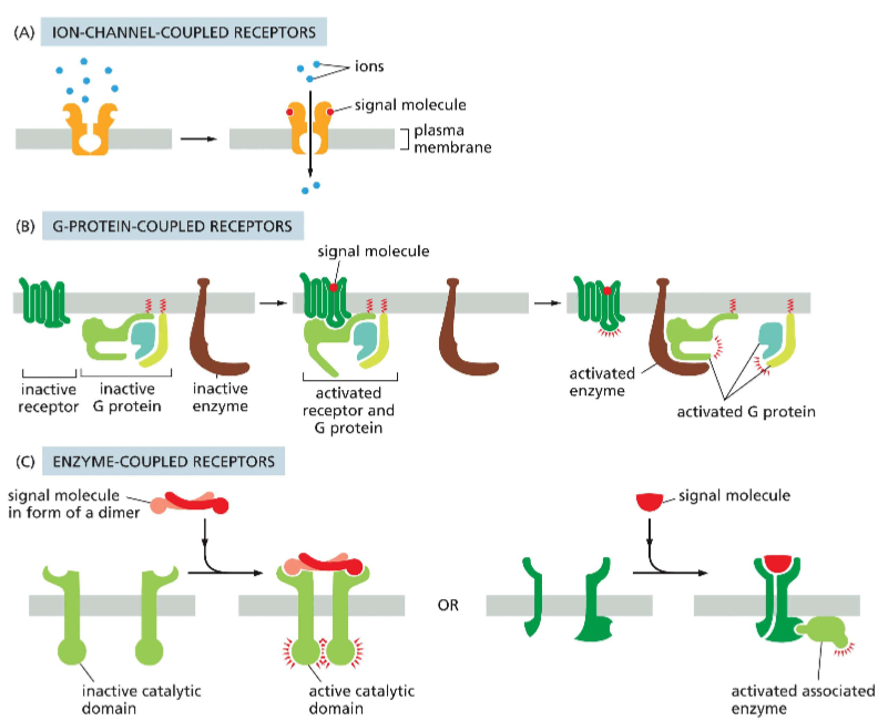 <p>A) Ion-channel coupled receptors: an ion channel has regulatory domains that act as a receptor for an ion. This controls the opening or closing channels (ex: the role glutamate in sending action potentials) <br>B) G-protein coupled receptors (GPCR): have 7 transmembrane domains. When they are bound to a ligand, they form an active tetrameric protein that causes a series of downstream events <br>C) enzyme-coupled receptors: the receptors are typically also kinases. When the ligand is bound, the receptors form a dimer and have active catalytic properties, which cause them to phosphorylate each other,&nbsp;<span>causing downstream events</span></p>