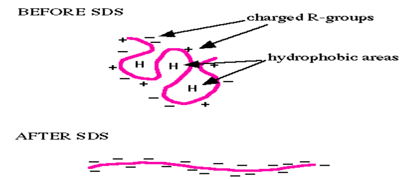 <p><strong>Before SDS</strong> </p><ul><li><p>The protein is in its <strong>native folded state</strong>.</p></li><li><p>Structure stabilized by:</p><ul><li><p><strong>Hydrophobic interactions</strong> (H in the diagram = hydrophobic patches tucked inside).</p></li><li><p><strong>Charged R-groups</strong> (+ and –) interacting on the surface.</p></li></ul></li><li><p>Result: A complex 3D shape, and each protein has its own unique net charge (depending on amino acids).</p></li></ul><p> </p><p> <strong>After SDS</strong> </p><ul><li><p>SDS (a strong <strong>anionic detergent</strong>) binds along the length of the protein.</p></li><li><p>It:</p><ol><li><p><strong>Denatures</strong> the protein → unfolds it into a linear chain.</p></li><li><p><strong>Masks natural charges</strong> → coats the protein with negative charges (–).</p></li></ol></li><li><p>Now, all proteins have:</p><ul><li><p>Similar rod-like shapes.</p></li><li><p>A <strong>uniform negative charge proportional to their length</strong>.</p></li></ul></li></ul><p></p>