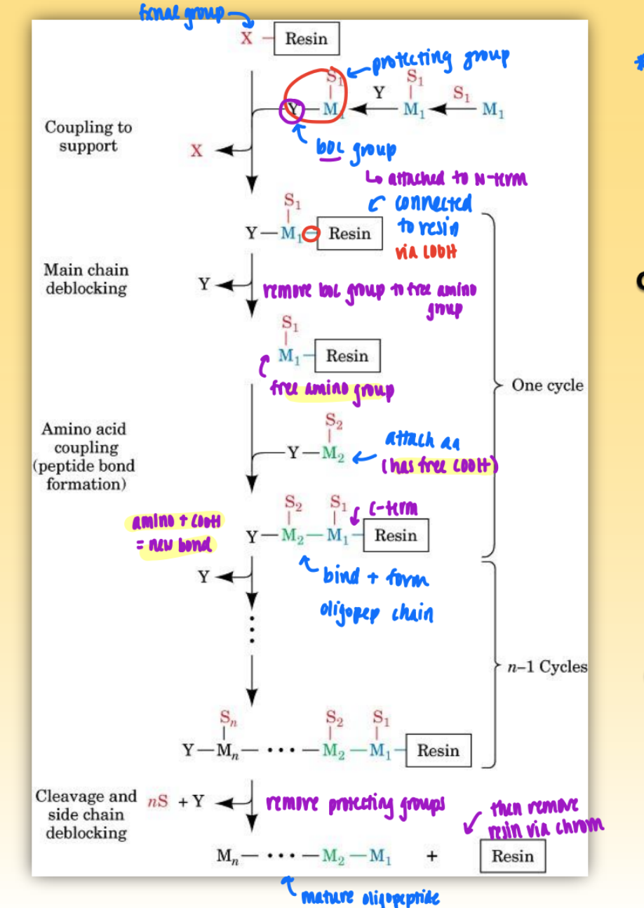 <ul><li><p>use boc group to protect n-term &amp; protecting group to protect side chain of amino acid of interest</p></li></ul><ul><li><p>couple resin w/ fxnal group to boc+aa+protecting</p></li><li><p>connects desired aa to resin via free COOH group</p></li><li><p>remove boc group to free amino group</p></li><li><p>attach second aa w/ free COOH (but has boc group to protect n-term)</p></li><li><p>continue w/ desired number of aa</p></li><li><p>remove protecting groups &amp; then resin via chromatography</p></li><li><p>= mature oligopeptide</p></li></ul><p></p>