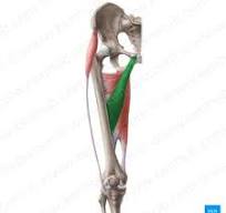 <p>origin: pubis near pubic symphasis</p><p>insertion: linea aspera of femur</p>