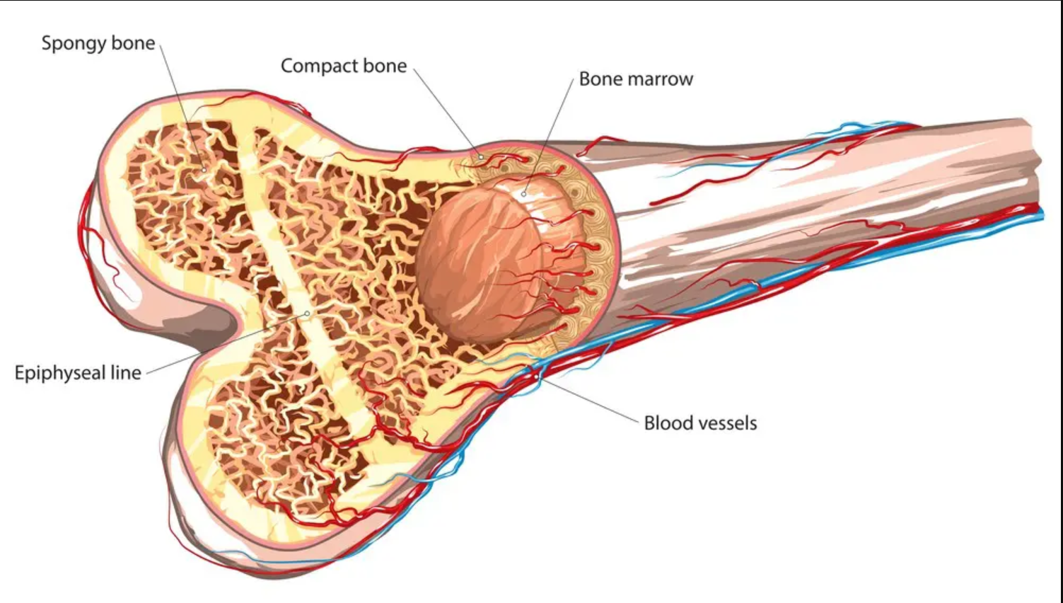 <ul><li><p>Bone marrow</p></li><li><p>Blood</p></li><li><p>Skin</p></li></ul>