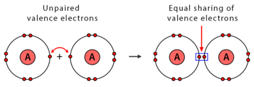 <p>Involve equal sharing of electrons because atoms involved in the bond have equal pull for the electrons</p>