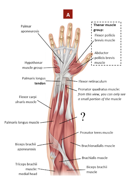 <p>its tendon attaches to the 2nd and 3rd metacarpals</p><ul><li><p>flexes the wrist anteriorly and aids in radial flexion of the wrist</p></li></ul><p></p>