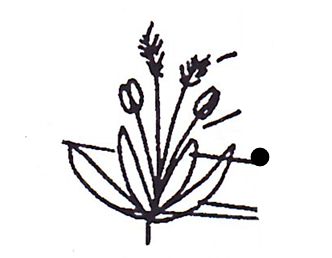 <p>Part of grass?</p>