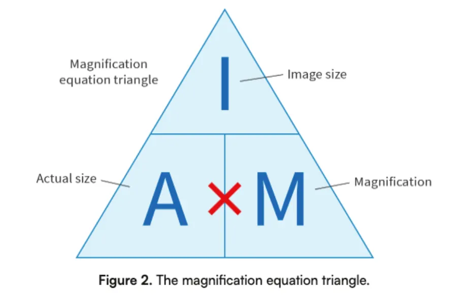 <p>magnification = size of image/size of object</p>