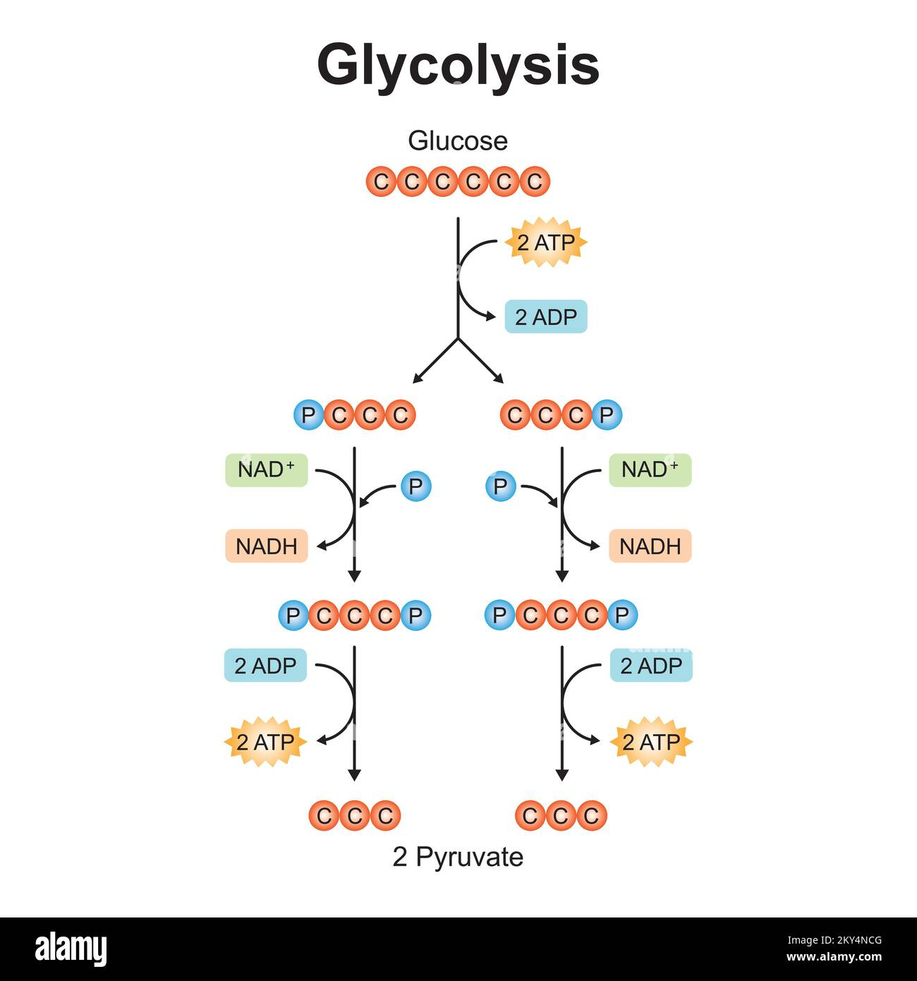 <p>During glycolysis, NAD is reduced when it accepts hydrogen and electrons from the 3-carbon compound. </p><p>The 3-carbon compound is oxidized because hydrogen with an electron is removed from the substrate (dehydrogenation). </p>