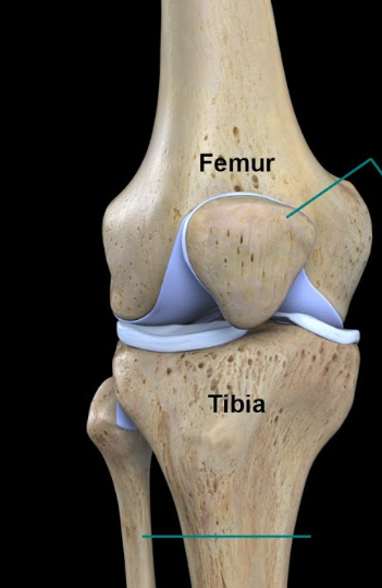<p>What are the<strong> movements</strong> of the Tibiofemoral Joint?</p>