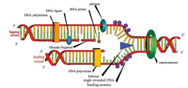 <p>a set of specialized proteins that assist the DNA polymerases</p>