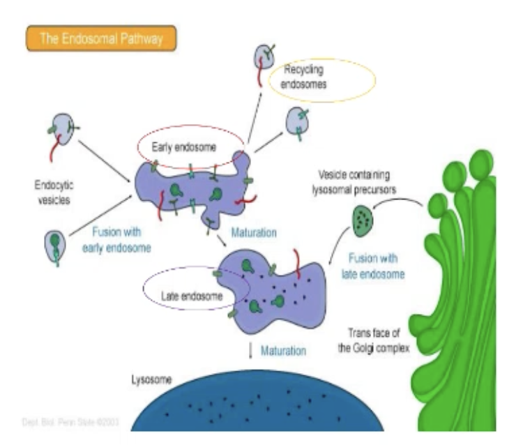 <ul><li><p>Phagocytosis (“cellular eating”) —large particles</p></li><li><p>Pinocytosis (“cellular drinking”) — fluid and solutes</p></li><li><p>Transcytosis — polarized cells</p></li></ul><p></p>