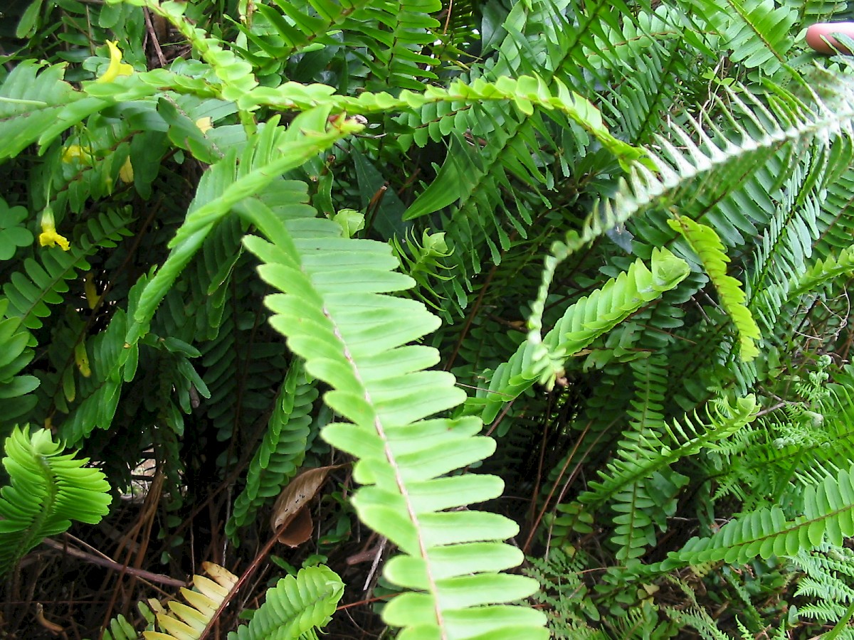 <p><span style="font-family: Inter, helvetica, arial, sans-serif">fishbone fern, tuberous sword fern, tuber ladder fern, erect sword fern, narrow sword fern and ladder fern, and herringbone fern</span></p>