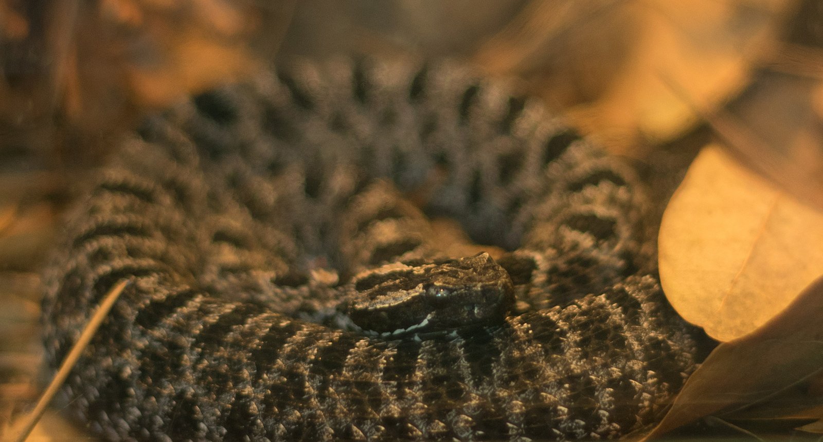 Dusky Pygmy Rattlesnake