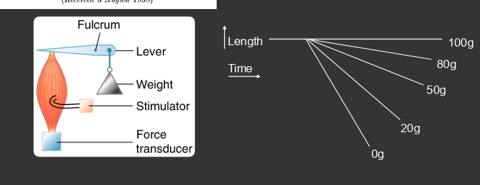 <p>length increases with a greater load over time </p>
