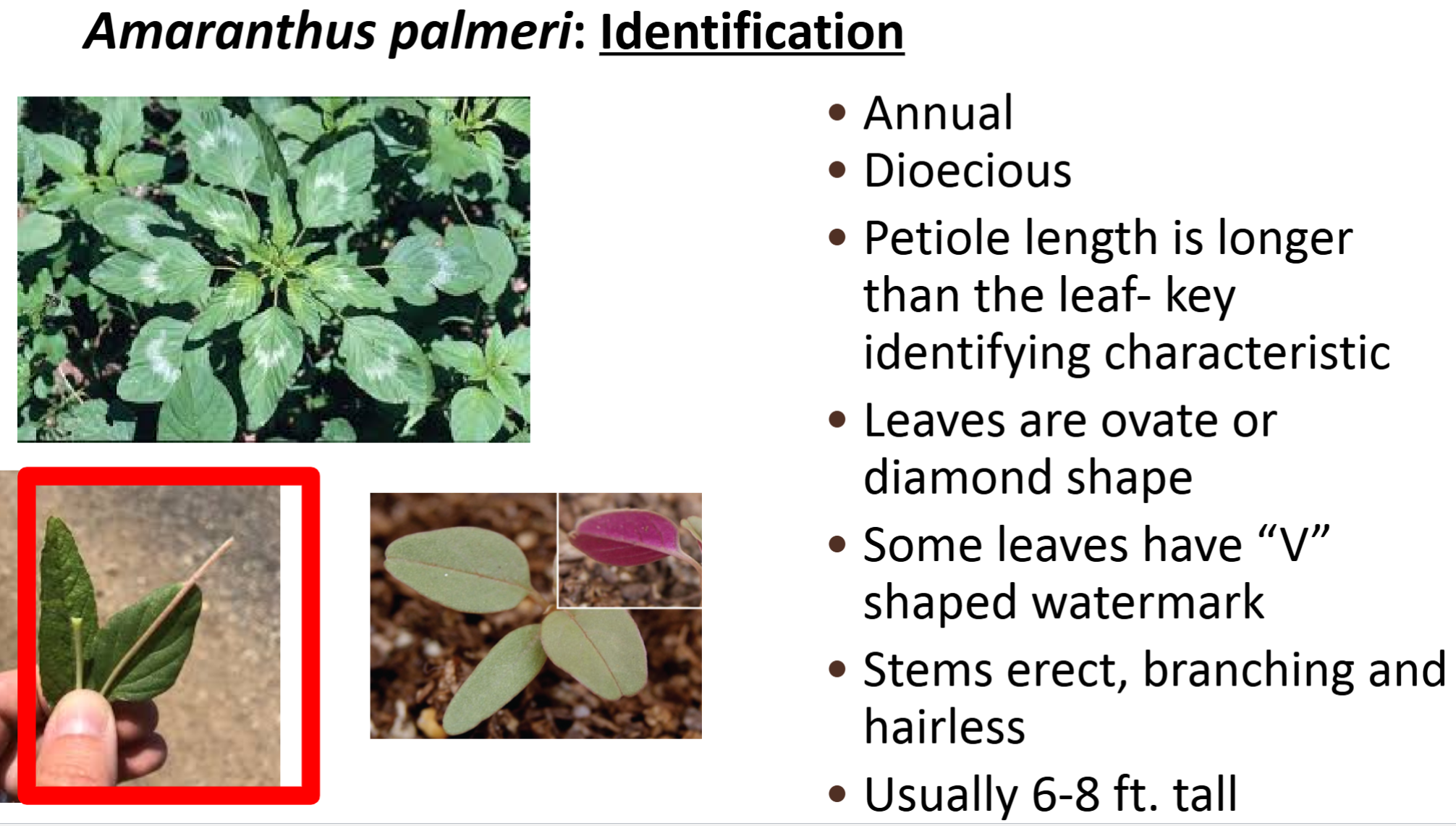 <p><strong>Amaranthaceae</strong>: Amaranthus palmeri</p><p>Palmer amaranth</p>