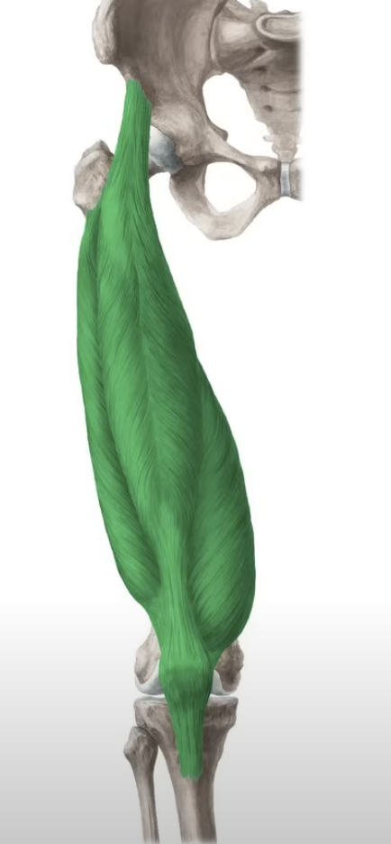 <p>extend the leg</p>