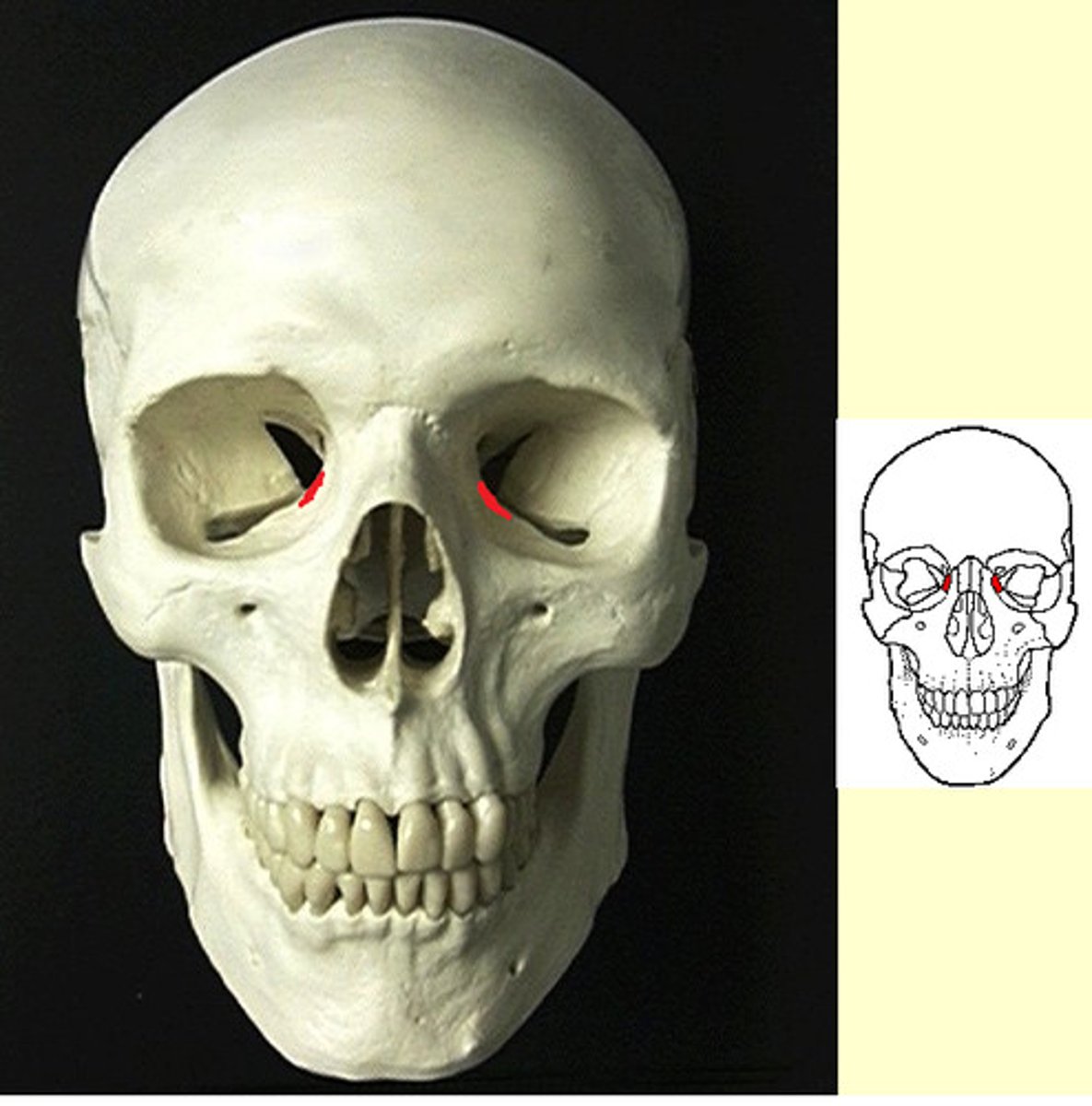 knowt flashcard image