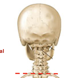 <p>7 bones make up this segment of the vertebral column </p>