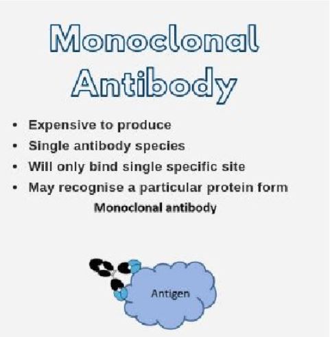 <p>The process of making them is similar to making polyclonal antibodies, but everything is much more specific:</p><ul><li><p>an animal is still used, but only a specific antibody is wanted, not a variety</p></li><li><p>the B lymphocyte collected from the lab animal is fused with a tumor cell (hybridoma) to replicate</p></li><li><p>the hybridoma is then exposed to the antigen to produce the antibody that specifically attacks the antigen</p></li><li><p>this <u>specific</u> B lymphocyte is then harvested and sold</p></li></ul>